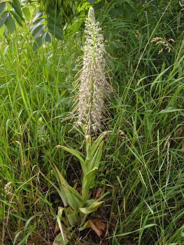 Himantoglossum hircinum